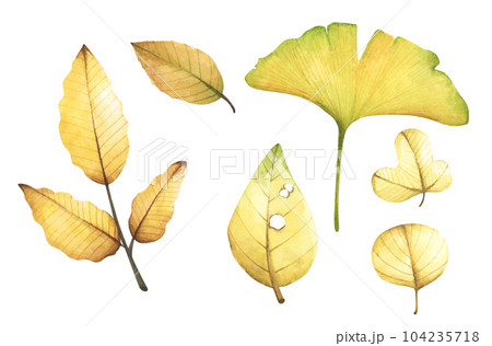 Set of multicolored fallen autumn leaves. Watercolor illustration. Set of multicolored fallen autumn leaves. Watercolor illustration. 104235718