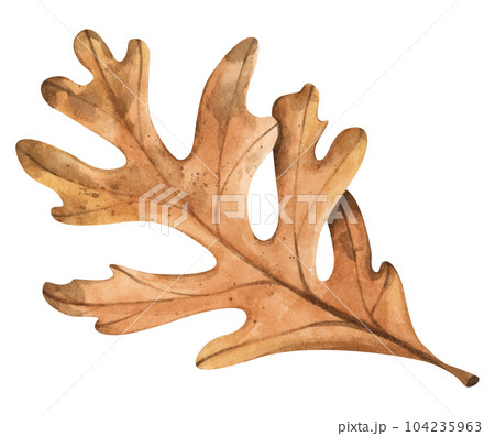 Watercolor painting of autumn leaf. Watercolor painting of autumn leaf. 104235963