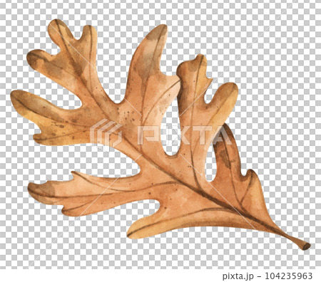 Watercolor painting of autumn leaf. Watercolor painting of autumn leaf. 104235963