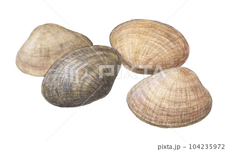 あさり4個　水彩色鉛筆イラスト 104235972
