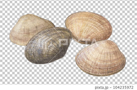 あさり4個　水彩色鉛筆イラスト 104235972