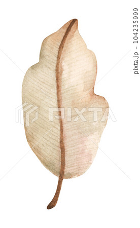 Watercolor painting of autumn leaf. Watercolor painting of autumn leaf. 104235999