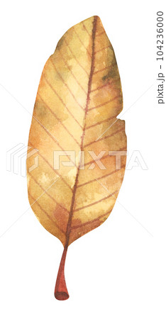 Watercolor painting of autumn leaf. Watercolor painting of autumn leaf. 104236000