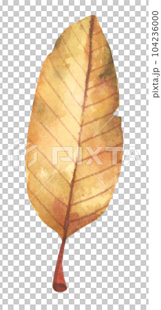 Watercolor painting of autumn leaf. Watercolor painting of autumn leaf. 104236000