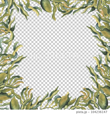 Square Frame of seaweed, coral and shells. Hand-drawn watercolor illustration isolated on white background. Underwater life template. For invitation, packaging, design 104236147