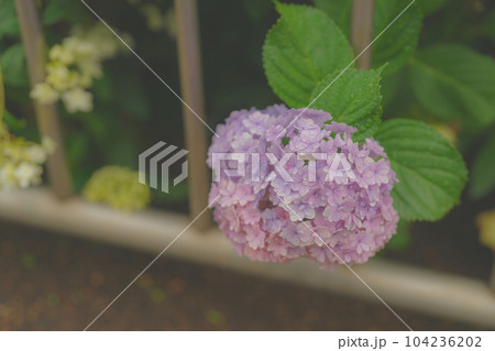 雨に濡れた紫陽花 雨に濡れた紫陽花 104236202