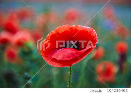 Red poppies in a poppies field. Remembrance or armistice day. 104236468