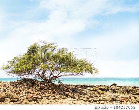 Tree Pemphis Acidula on Sea Summer Stone at Coast,Koh Larn Pattaya Island Thailand,Growth Plant Forest on Blue Ocean Shore Tropical with Sky Paradise,Seascape Nature,tourism Vacation Travel Holidays. Tree Pemphis Acidula on Sea Summer Stone at Coast,Koh Larn Pattaya Island Thailand,Growth Plant Forest on Blue Ocean Shore Tropical with Sky Paradise,Seascape Nature,tourism Vacation Travel Holidays. 104237055