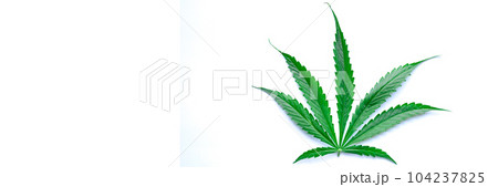 Green leaf of narcotic marijuana isolated on white background closeup 104237825