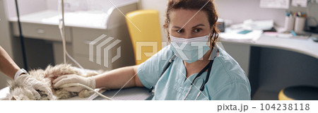 Worried veterinarian performs ultrasound investigation of cat abdomen with assistant in hospital Worried veterinarian performs ultrasound investigation of cat abdomen with assistant in hospital 104238118