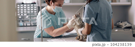 Nurse holds fluffy cat while veterinarian examines animal in hospital Nurse holds fluffy cat while veterinarian examines animal in hospital 104238139