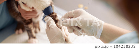 Veterinarian performs injection to cat with tourniquet on paw with nurse assistant in clinic Veterinarian performs injection to cat with tourniquet on paw with nurse assistant in clinic 104238235