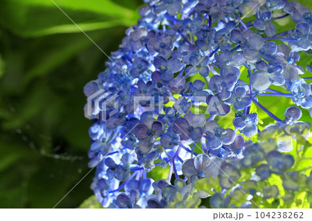 紫陽花 紫陽花 104238262