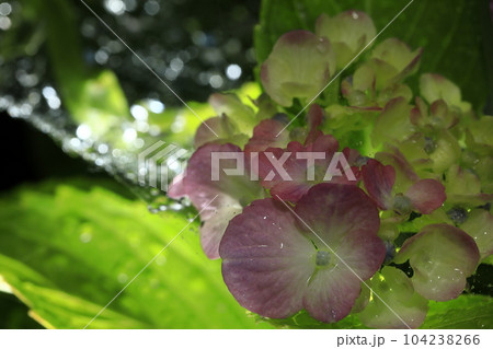 紫陽花 104238266