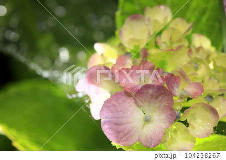 紫陽花 紫陽花 104238267
