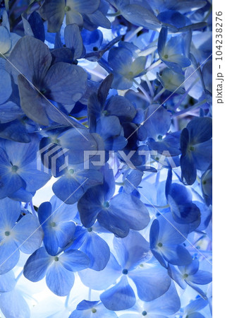 紫陽花 紫陽花 104238276