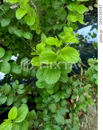 Close up of bidara plant  104238347