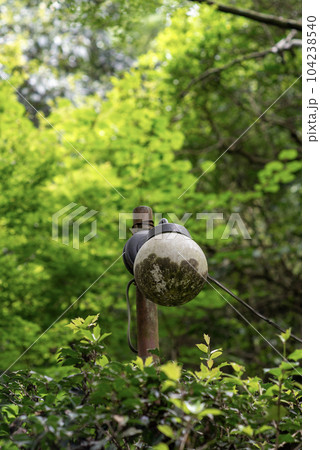 鎌倉6月　瑞泉寺15　新緑 104238540