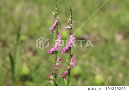 初夏の野原に咲くピンク色のネジバナの花 104239266