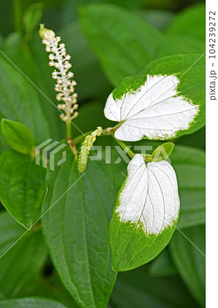 梅雨の頃に咲くハンゲショウの白い葉っぱと花 104239272