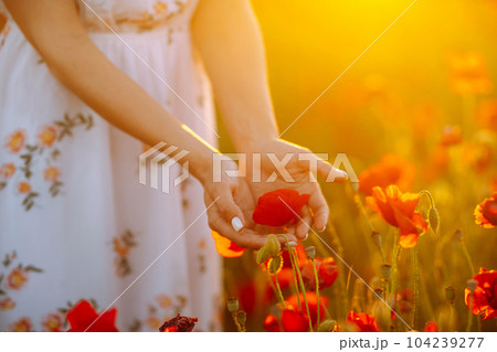 Woman hand touching poppy flowers in the field at sunset. 104239277