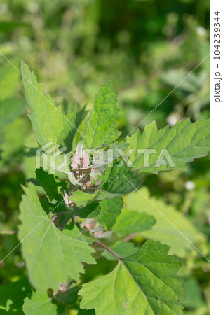 シロザの若芽し 104239344