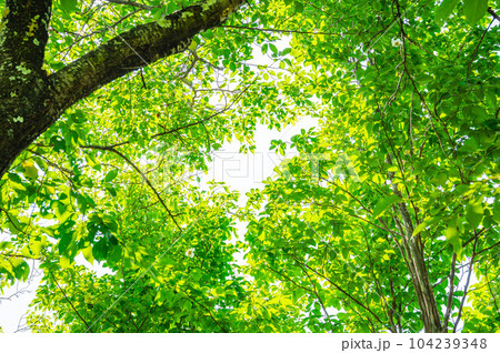 初夏のナツツバキが咲く森 104239348