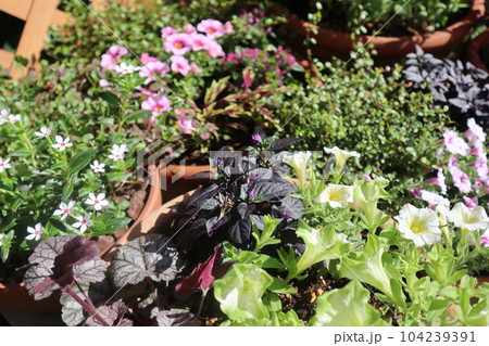 夏の花寄せ植え&寄せ鉢 夏の花寄せ植え&寄せ鉢 104239391