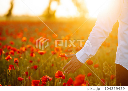 Man hand touching poppy flowers in the field in summertime. Poppy field at sunset. 104239429