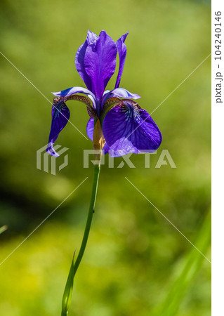 Beautiful violet irises under the sun light 104240146