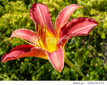 Flowering summer lily of red color Flowering summer lily of red color 104240151