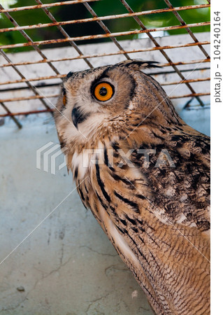 Beautiful owl Beautiful owl 104240164