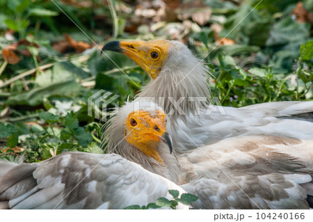 Common vulture (Neophron percnopterus) Common vulture (Neophron percnopterus) 104240166