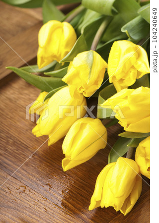 beautiful yellow tulips are located on a wooden background beautiful yellow tulips are located on a wooden background 104240649