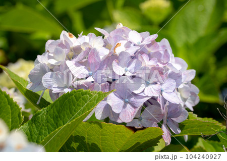 紫陽花 アジサイ あじさい 104240927
