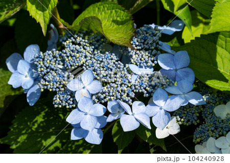 紫陽花 アジサイ あじさい 104240928