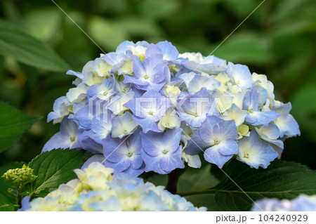 紫陽花 アジサイ あじさい 104240929