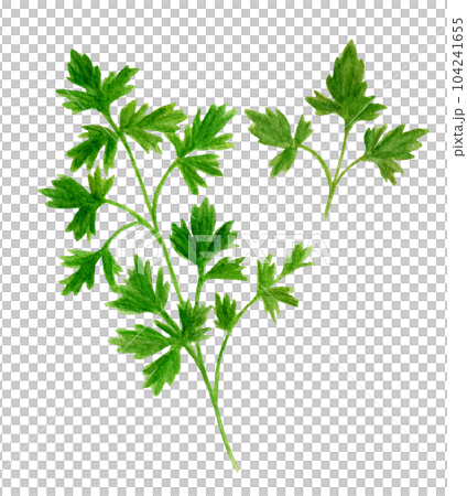 hand drawn watercolor illustration of italian parsley 104241655