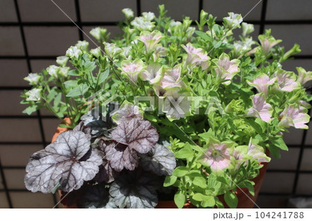 玄関前のおしゃれな花の寄せ植え 104241788