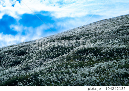 大室山の斜面でたなびくススキの穂　静岡県伊東市 104242125