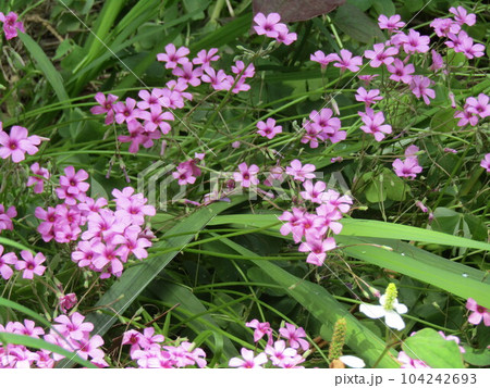 カタバミの一種オキザリスの桃色の花 104242693