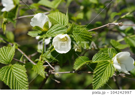 シロヤマブキ（白山吹、学名：Rhodotypos scandens）の白い花 104242997