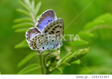 長野県や阿蘇に生息する絶滅危惧種の珍しいチョウのオオルリシジミ 長野県や阿蘇に生息する絶滅危惧種の珍しいチョウのオオルリシジミ 104243367