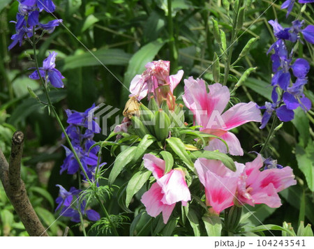 桃色の綺麗な花はゴテチアの花 桃色の綺麗な花はゴテチアの花 104243541