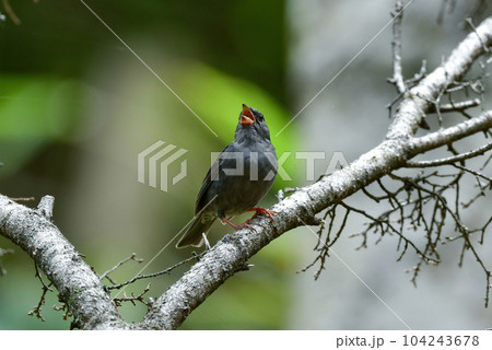 志賀高原や上高地などの初夏の高原で見られる美しい声でさえずる小鳥、クロジ 104243678
