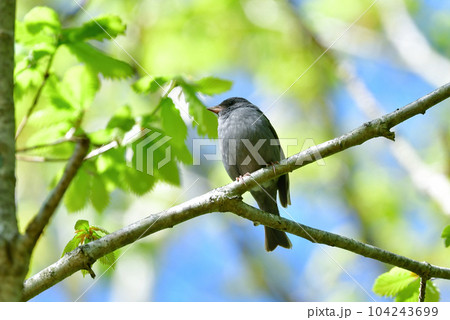 志賀高原や上高地などの初夏の高原で見られる美しい声でさえずる小鳥、クロジ 志賀高原や上高地などの初夏の高原で見られる美しい声でさえずる小鳥、クロジ 104243699