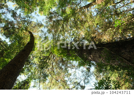 躍動する森の木々 躍動する森の木々 104243711