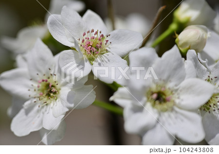 梨の花 104243808