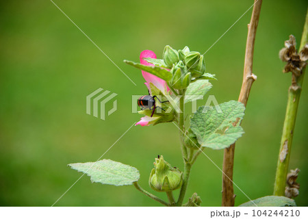 Flowers and buds of red pink hollyhocks growing on their plant in the garden 104244210