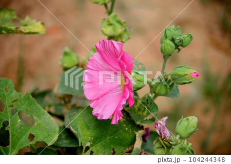 Red pink hollyhocks growing in a garden Red pink hollyhocks growing in a garden 104244348